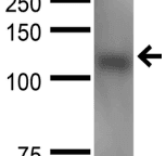 Monoclonal Mouse anti-Rat NLGN1 / Neuroligin 1 Antibody (clone S97A-31, aa718-843, IF, WB)