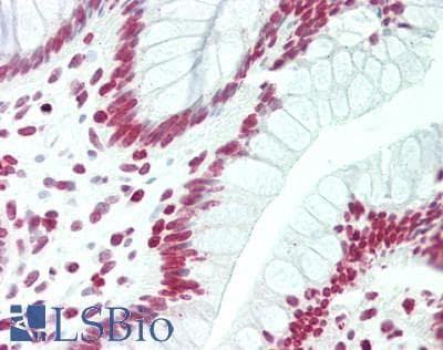 IHC-plus™ Histone H2B Antibody (aa24-73)