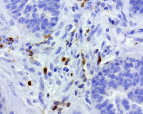 Monoclonal Mouse anti-Human PDCD1 / CD279 / PD-1 Antibody (clone UMAB199, IHC, IF, WB)