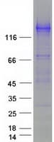 Human SEZ6L Protein (Recombinant Myc-DDK (Flag))