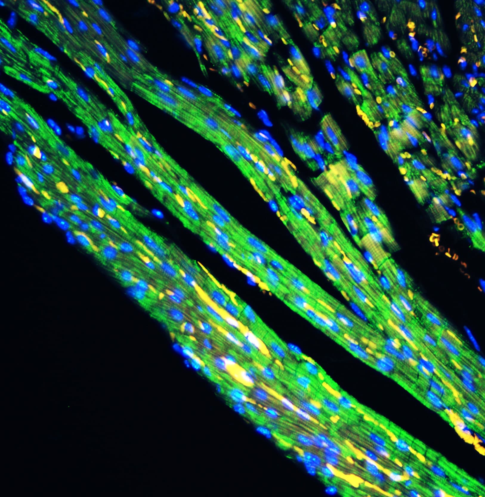 Polyclonal Rabbit anti-Human CYCS / Cytochrome c Antibody (aa2-105, IHC, WB)