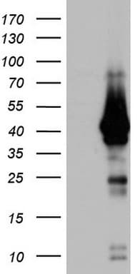 H2AFY2 Antibody (aa2-261, clone OTI1F9)