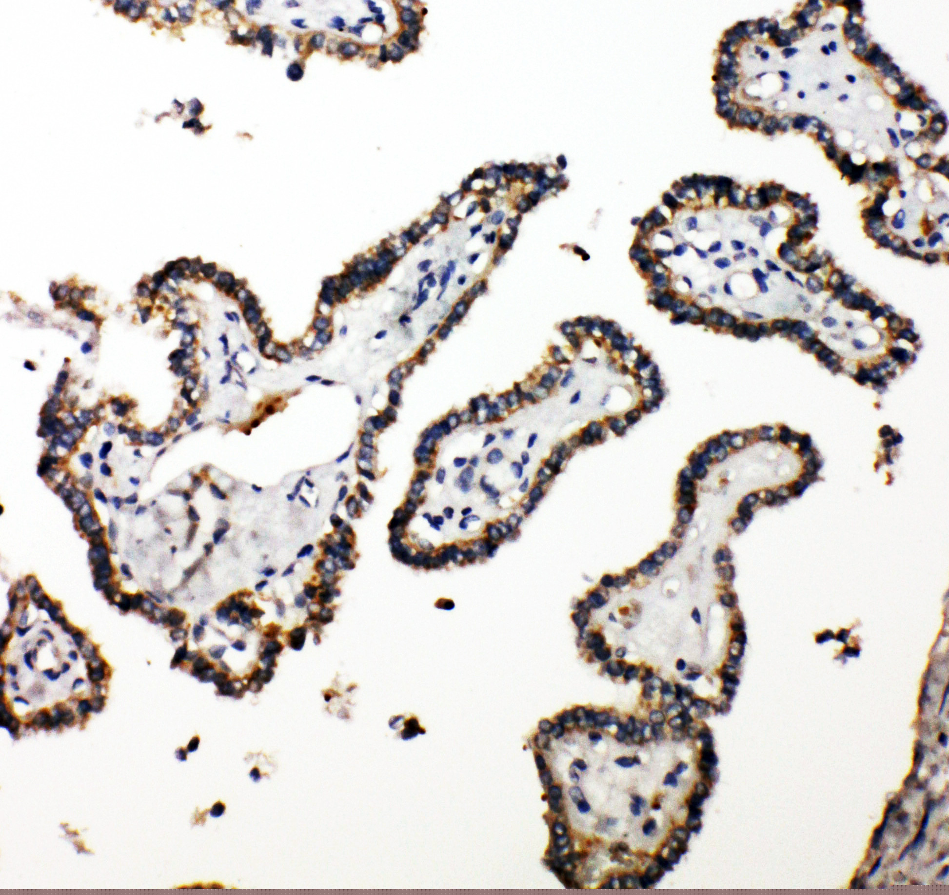 Polyclonal Rabbit anti-Human CUEDC2 Antibody (aa267-287, IHC, WB)