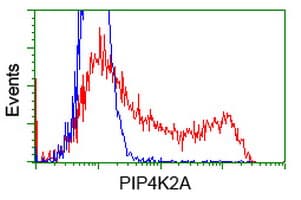PIP4K2A / PIPK Antibody (clone OTI3A9)