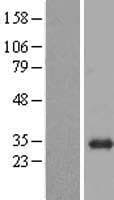 BPGM Protein (Over-Expression Lysate Myc-DDK (Flag))