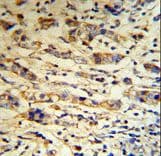 A1BG Antibody (aa421-449)
