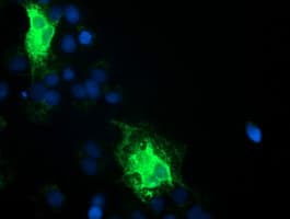 TMEM80 Antibody (clone OTI2B7)