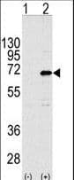 CNOT4 / CLONE243 Antibody (aa54-84)