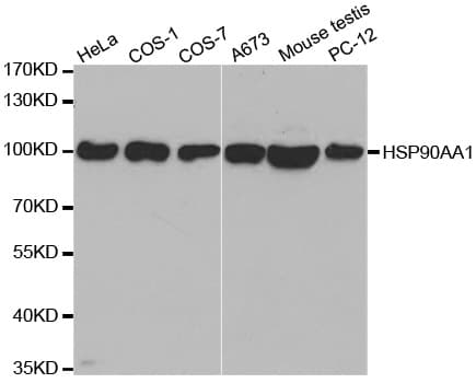 HSP90AA1 / Hsp90 Alpha A1 Antibody