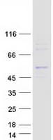 Human MRPS30 Protein (Recombinant Myc-DDK (Flag))