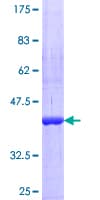 Human USP30 Protein (Recombinant GST, N-terminus)