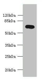Polyclonal Rabbit anti-Human KCNS2 Antibody (WB)