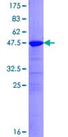 Human SNAP25 Protein (Recombinant GST)