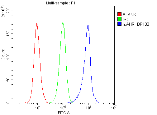 AHR Antibody