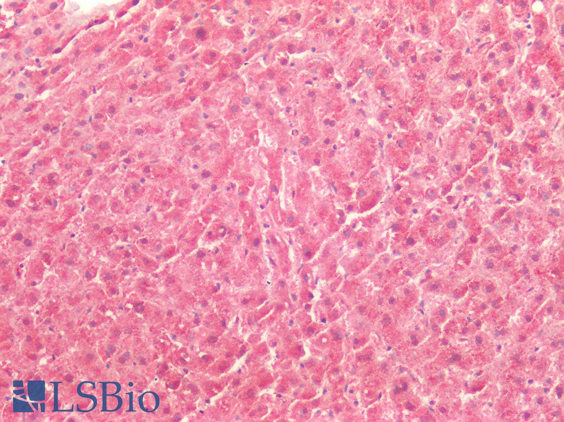 IHC-plus™ ICAM-1 / CD54 Antibody