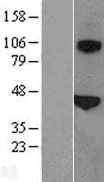 Human SFTPB / Surfactant Protein B (Over-Expression Lysate Myc-DDK (Flag))