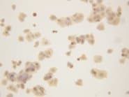 GAPDH Antibody (aa30-44, Magnetic beads)