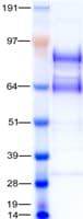 Human TLR5 Protein (Recombinant Myc-DDK (Flag))