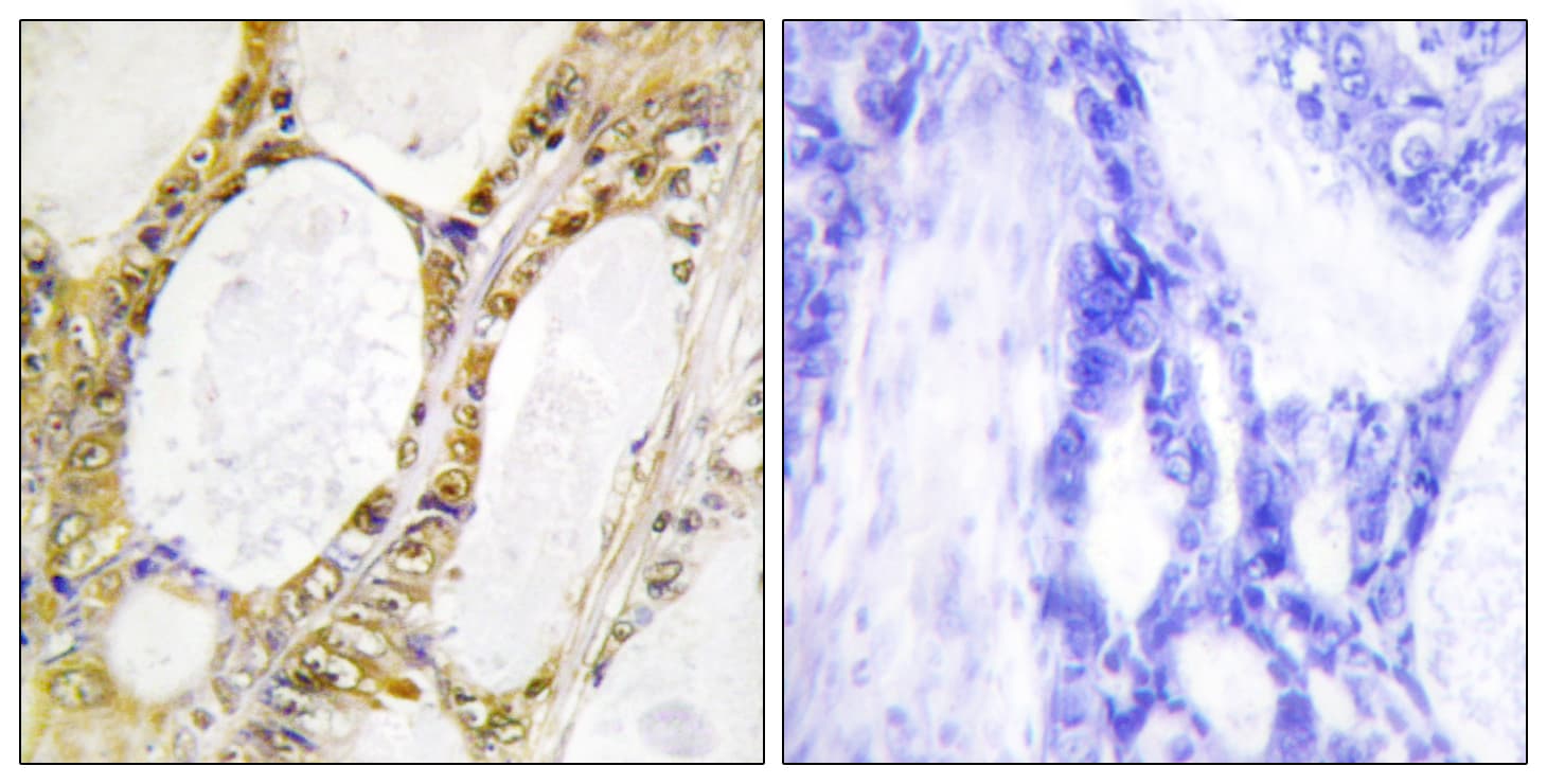 IRF2 Antibody (aa101-150)