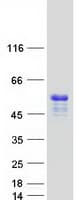 Human TRIML1 Protein (Recombinant Myc-DDK (Flag))