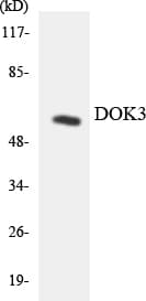 DOK3 Antibody (aa298-347)
