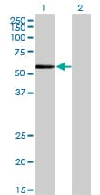 Monoclonal Mouse anti-Human ZNF165 Antibody (clone 2B8, WB)