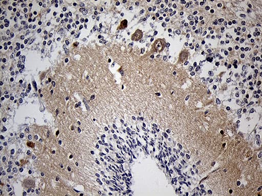 KLC2 Antibody (aa335-622, clone OTI10H10, Carrier-free)