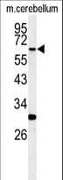 RIPK3 / RIP3 Antibody (aa489-518)