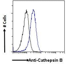 IHC-plus™ Polyclonal Goat anti-Human CTSB / Cathepsin B Antibody (Internal Region, IHC, IF)
