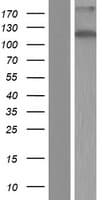 ZC3H7B Protein (Over-Expression Lysate Myc-DDK (Flag))