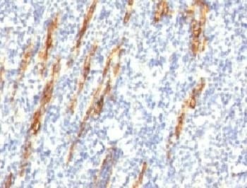 CD34 Antibody (N-Terminus, clone QBEnd/10 + HPCA1/763)