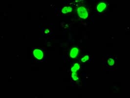 ARNT / HIF-1-Beta Antibody (clone OTI1D10)