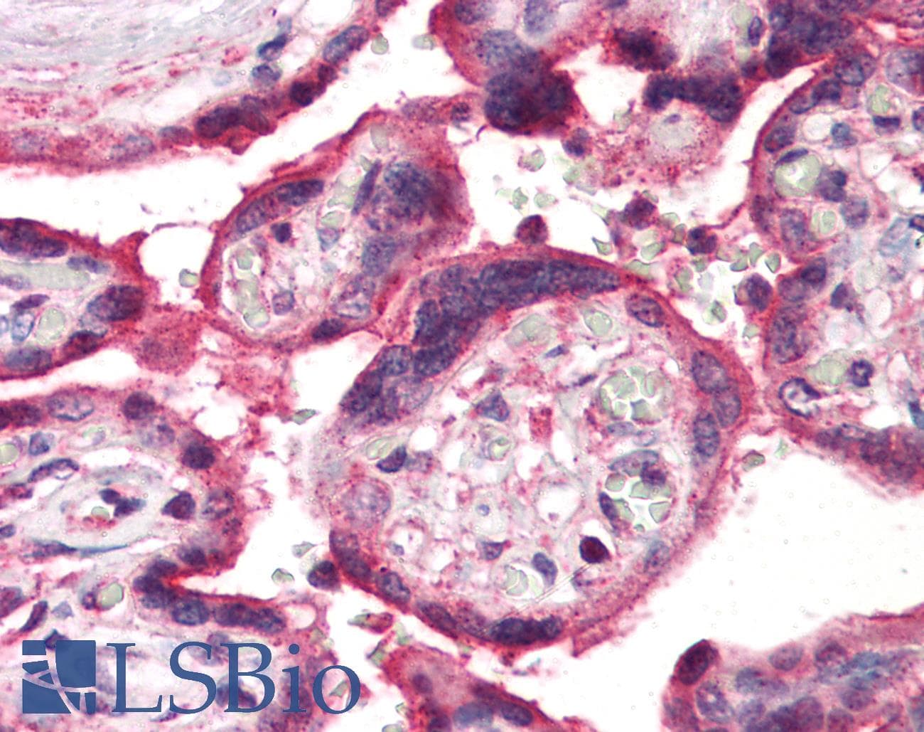 IHC-plus™ Polyclonal Rabbit anti-Human ARTS1 / ERAP1 Antibody (Internal, IHC)