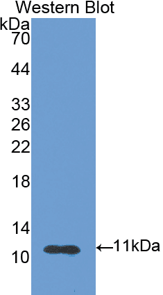 S100A6 / Calcyclin Antibody (aa1-89)