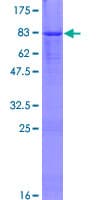 Human ZNF565 Protein (Recombinant GST)