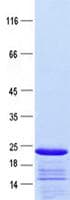 Human GPR183 / EBI2 Protein (Recombinant ABP-His, N-terminus)