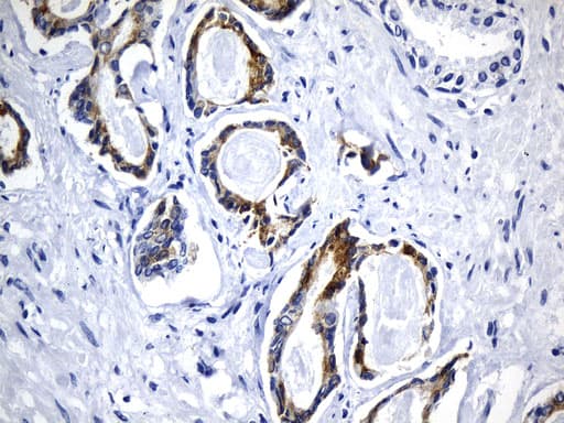 AGR2 Antibody (aa21-175, clone UMAB245, Carrier-free)
