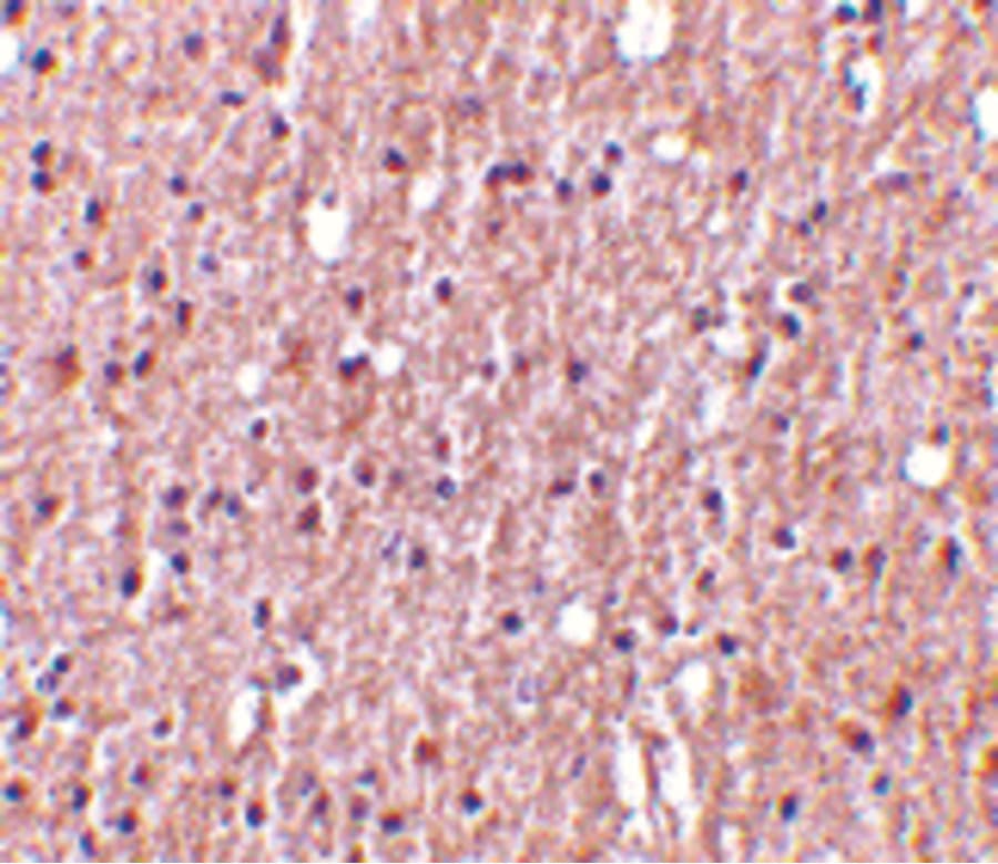 Polyclonal Rabbit anti-Human TNFSF12 / TWEAK Antibody (IHC, IF, WB)