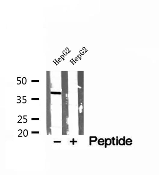 PEX16 Antibody