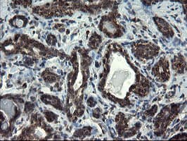 SKIL / SNO / SnoN Antibody (clone OTI3F6)