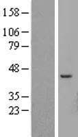 ATP6V1C2 Protein (Over-Expression Lysate Myc-DDK (Flag))