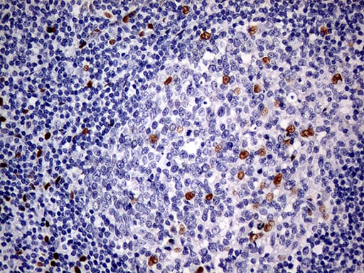MEIS1 Antibody (aa176-390, clone OTI2A3)