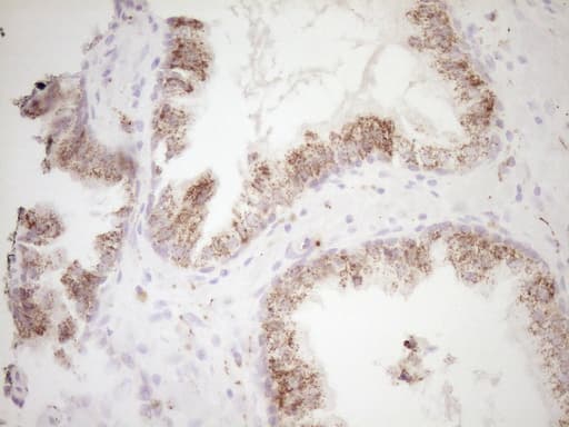 VIP Antibody (clone OTI1E8)