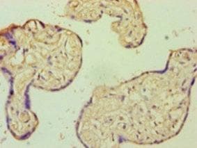 AIF1 / IBA1 Antibody (aa2-147)