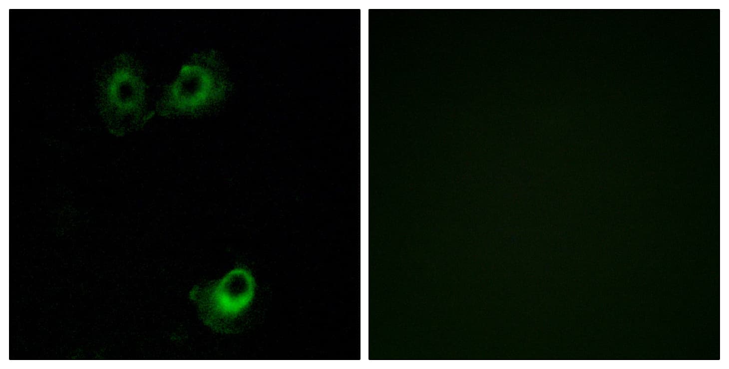 OR11L1 Antibody (aa201-250)