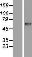 POLL / DNA Polymerase Lambda Protein (Over-Expression Lysate Myc-DDK (Flag))