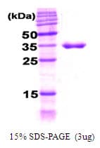 E. coli DNAJA1 / HDJ2 Protein (Recombinant)