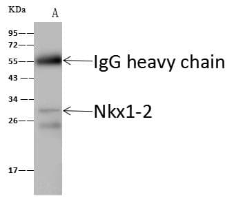 NKX1-2 Antibody