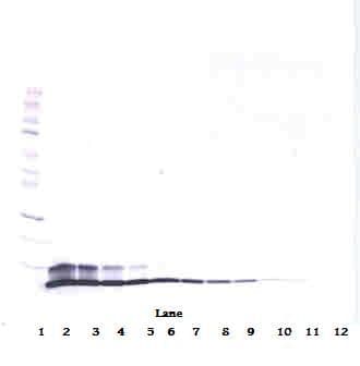 IHC-plus™ NRG1 / Heregulin / Neuregulin Antibody