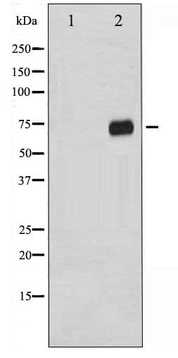 RAF1 / RAF Antibody (phospho-Ser296)
